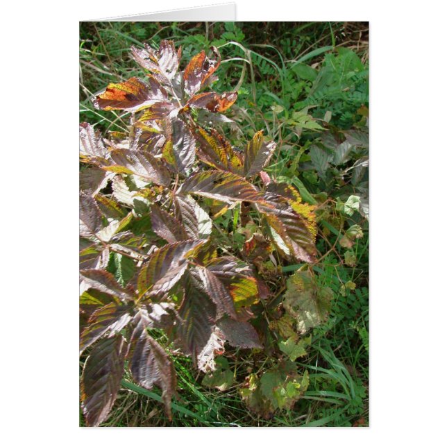 Höst färger hälsningskort (Framsidan)