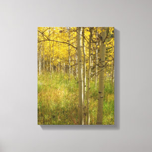 Höst färger i Colorado Aspen Canvastryck