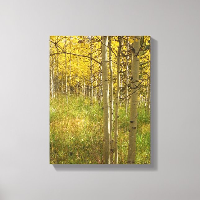 Höst färger i Colorado Aspen Canvastryck (Framsida)