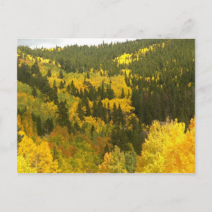 höst färger i Colorado, Aspen Guld Vykort