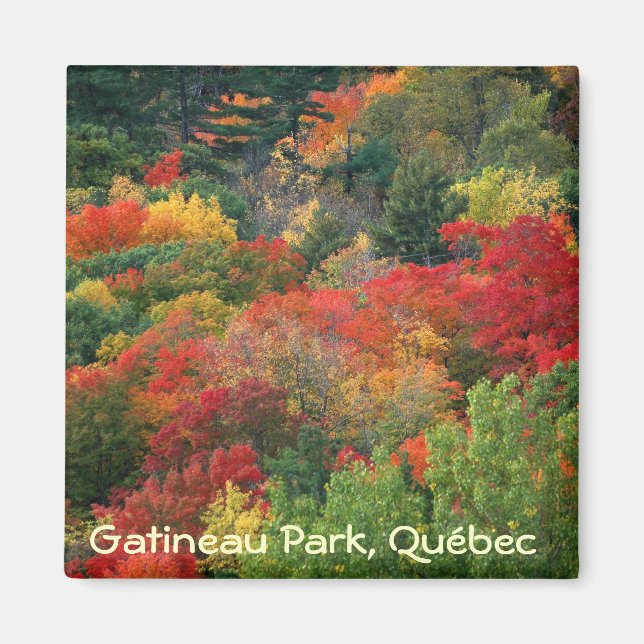 Höst färger i Gatineau Park Magnet (Framsidan)
