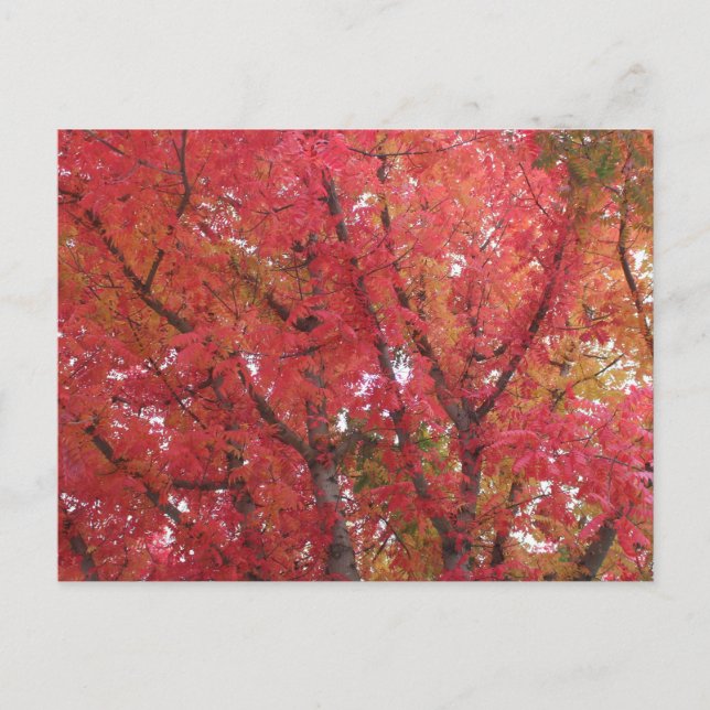 höst färger i Napa, Kalifornien Vykort (Framsida)