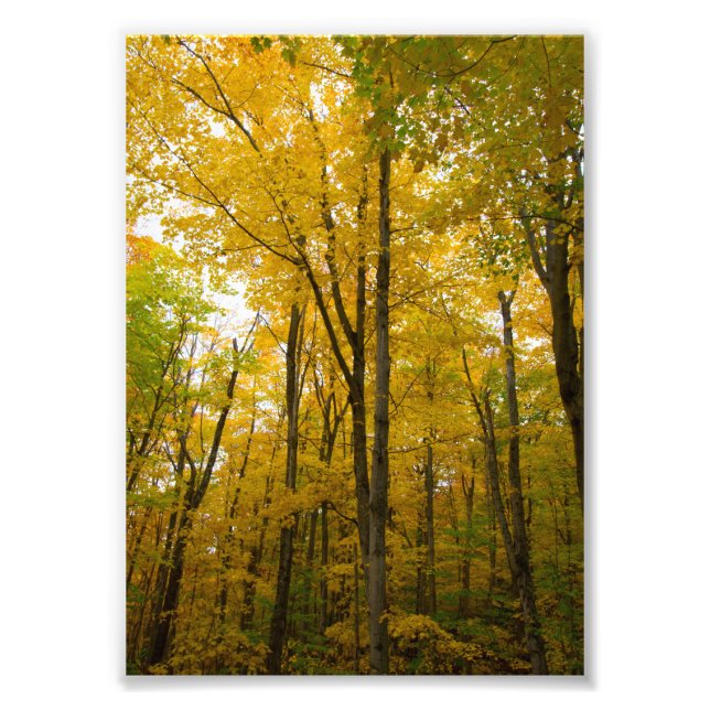 Höst färger, Munising, Michigan Fototryck (Framsidan)