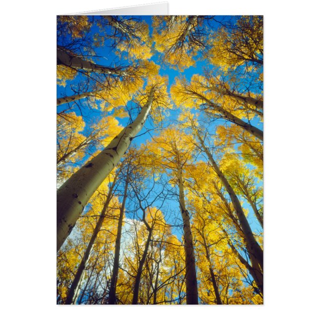 Höst färger om Aspen träd 2 Hälsningskort (Framsidan)