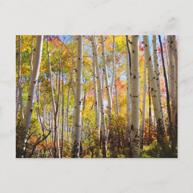 Höst färger om Aspen träd 5 Vykort (Framsida)