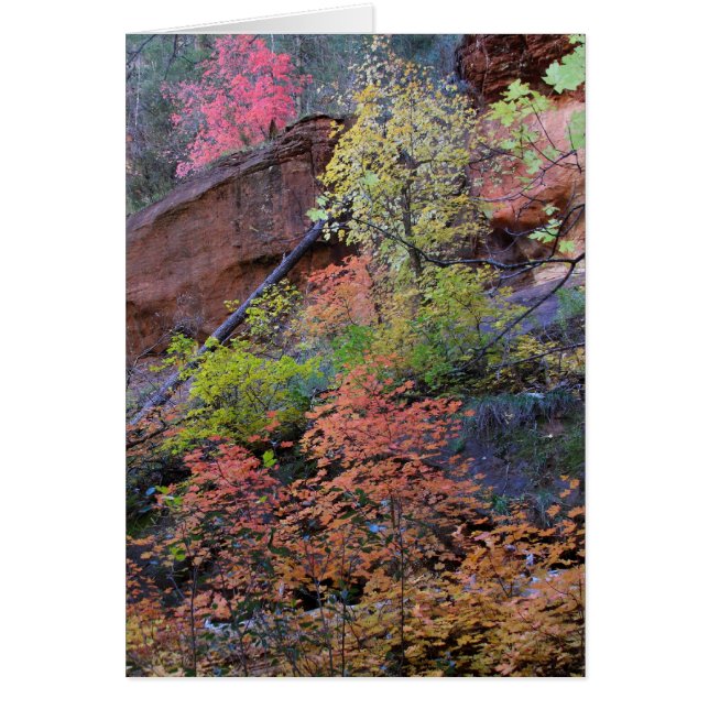 Höst färger överallt hälsningskort (Framsidan)