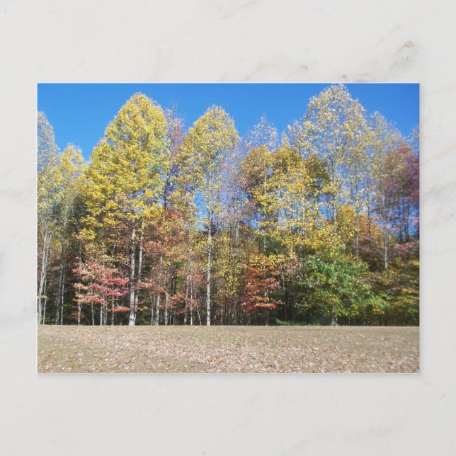 höst färger vykort (Framsida)