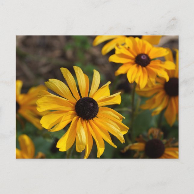 höst färger vykort (Framsida)