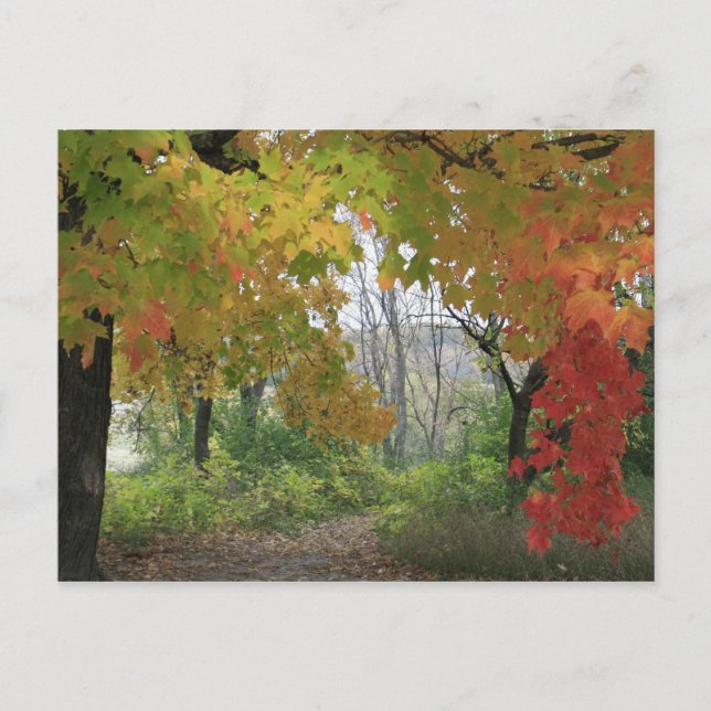 Höst färger vykort (Framsida)