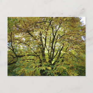 Höst Horse Chestnut Träd Vykort