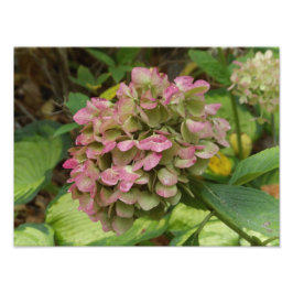 Höst Hortensia Blommar med Gyllene Hosta Blad Fototryck
