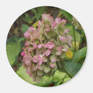 Höst Hortensia Blommar med Gyllene Hosta Blad Magnet