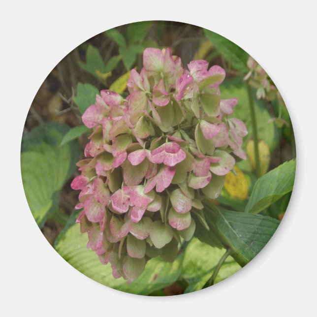 Höst Hortensia Blommar med Gyllene Hosta Blad Magnet (Framsidan)