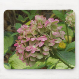 Höst Hortensia Blommar med Gyllene Hosta Blad Musmatta