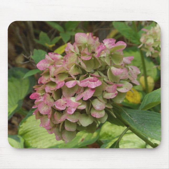 Höst Hortensia Blommar med Gyllene Hosta Blad Musmatta (Framsidan)