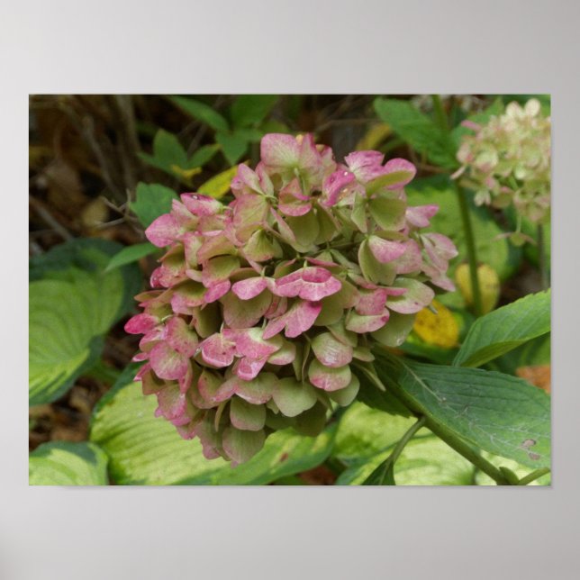 Höst Hortensia Blommar med Gyllene Hosta Blad Poster (Framsidan)