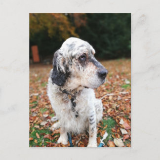 Höst Hund Postkort Vykort