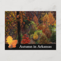 Höst i Arkansas / Höst Säsong Träd Fotografi