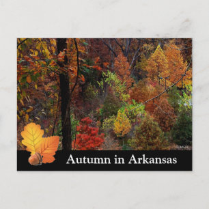 Höst i Arkansas / Höst Säsong Träd Fotografi Vykort