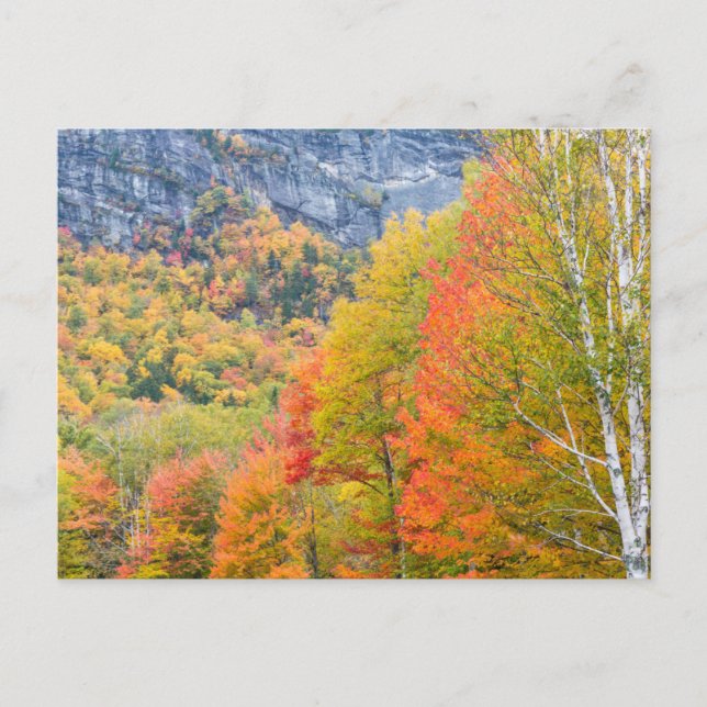 Höst i Grafton Notch State Park, Maine Vykort (Framsida)