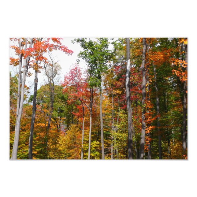 Höst i skogen Färgrik höstfotografi Fototryck (Framsidan)