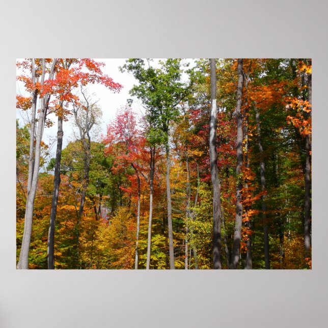 Höst i skogen Färgrik höstfotografi Poster (Framsidan)