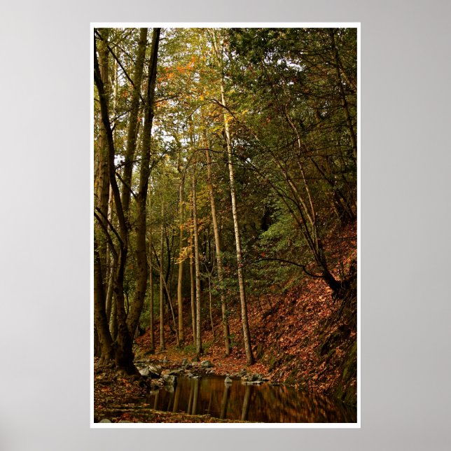 HÖST I SKOGEN MED TRÄD OCH REFLEXER POSTER (Framsidan)