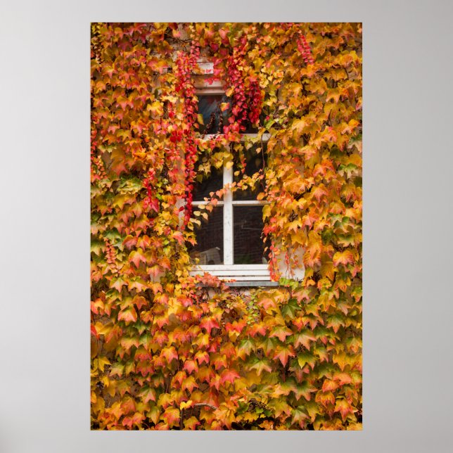 Höst Ivy Täckt Byggnad Poster (Framsidan)
