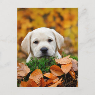 Höst Labrador Vykort