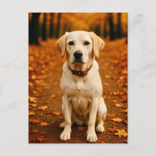 Höst Labrador vykort Guldgul höstskog Hund