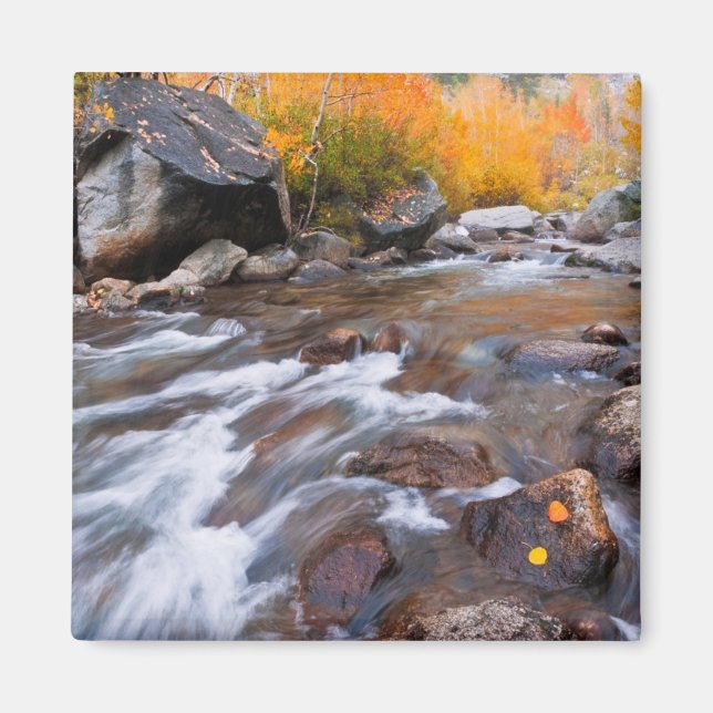 Höst längs Bishop Creek, CA Magnet (Framsidan)