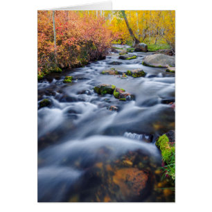 Höst längs Lundy Creek, Kalifornien Hälsningskort
