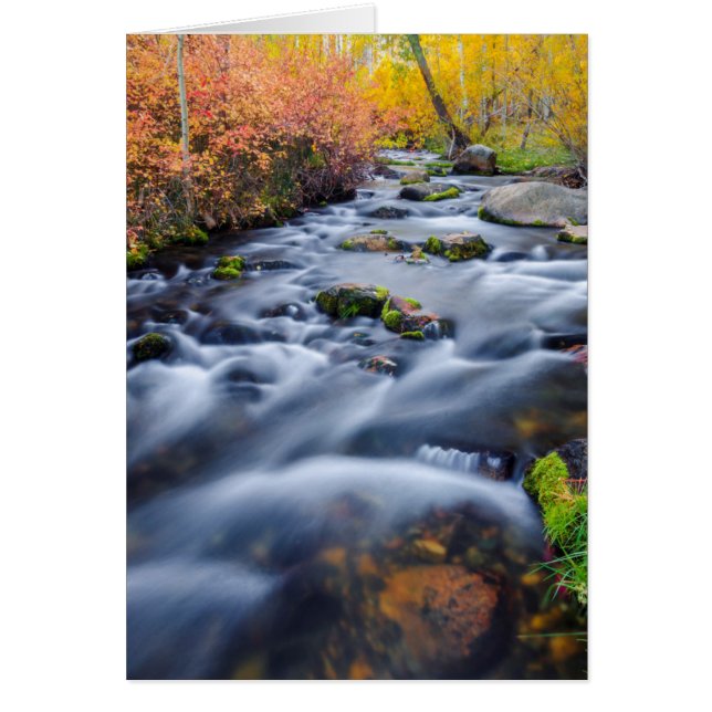 Höst längs Lundy Creek, Kalifornien Hälsningskort (Framsidan)