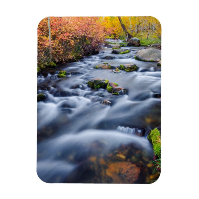 Höst längs Lundy Creek, Kalifornien Magnet (Vertikal)