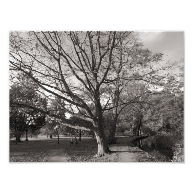 Höst liggande, Bute Park, Cardiff Fototryck (Framsidan)