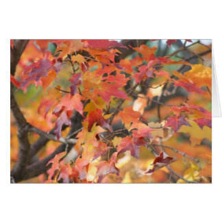 HÖST LÖV 3 OBS KORT