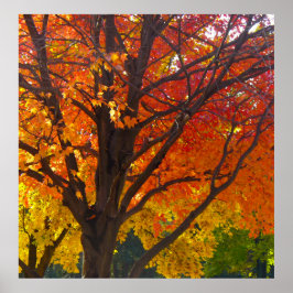 Höst löv av Gult och Orange Photo Poster