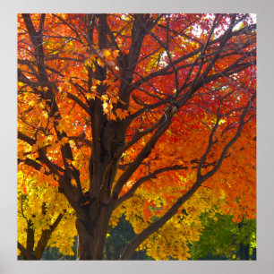 Höst löv av Gult och Orange Photo Poster