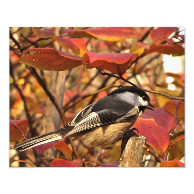 Höst löv Black White Chickadee Bird Fototryck (Framsidan)