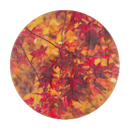 Höst löv Fall Foliage Red Nature