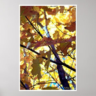 Höst löv Fall Träd Sunshine Poster
