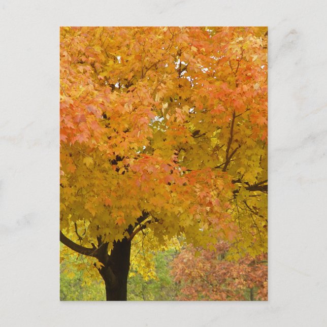 Höst löv fall vykort (Framsida)