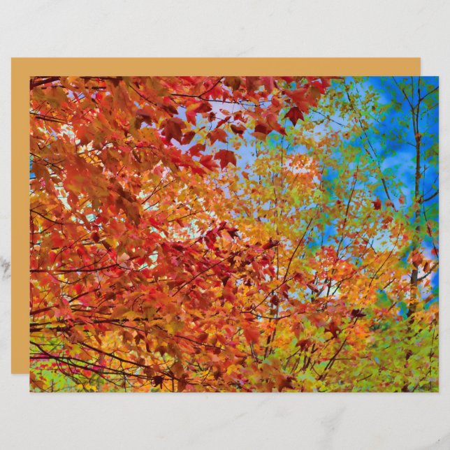 Höst löv färgad Orange som faller under Blå himmel (Fram/baksida)