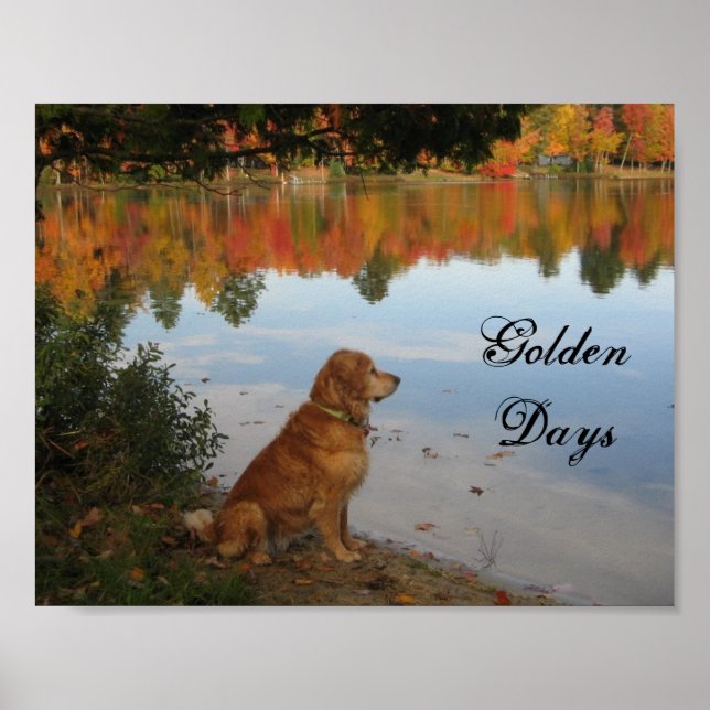Höst löv Golden Retriever Hund Poster (Framsidan)