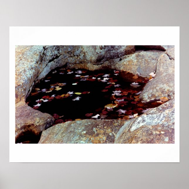 Höst löv i en Bassäng-Poster Poster (Framsidan)