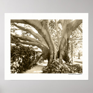 Höst löv i Los Angeles Sepia Black and White Poster