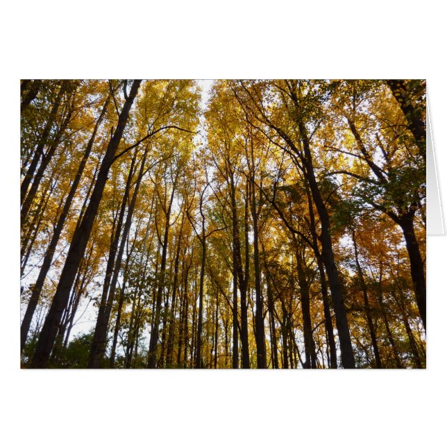 Höst löv i morgon Maryland Natature Hälsningskort (Framsidan Horizontal)