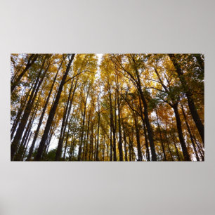 Höst löv i morgon Maryland Natature Poster