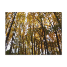 Höst löv i morgon Maryland Natature