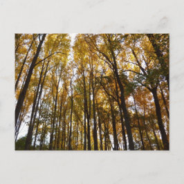 Höst löv i morgon Maryland Natature Vykort